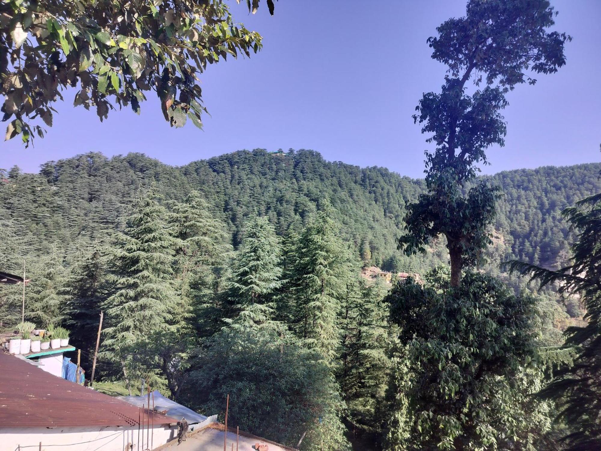 Tree Valley Homestay Chail Exterior photo